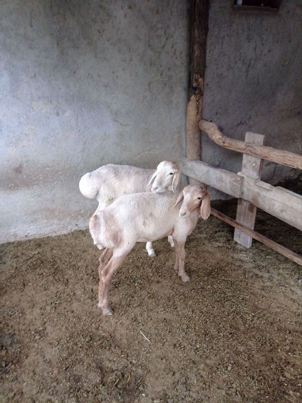 qo'ylar sotiladi qo'ylar sotiladi