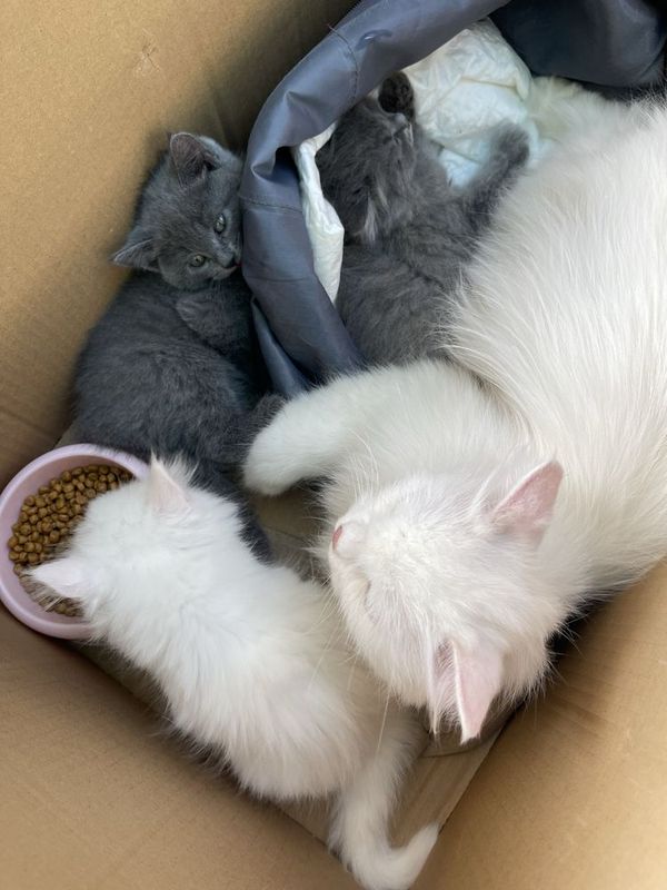 Мама кошка с котатями , 1 девочка 2 мальчик Мама кошка с котатями , 1 девочка 2 мальчик