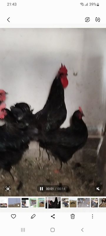 Кора шахзода жужалари 3 хафталикдан утди сотилади. Кора шахзода жужалари 3 хафталикдан утди сотилади.