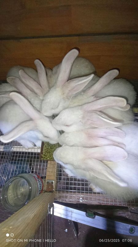 Quyonlar sotiladi Hikol zotli