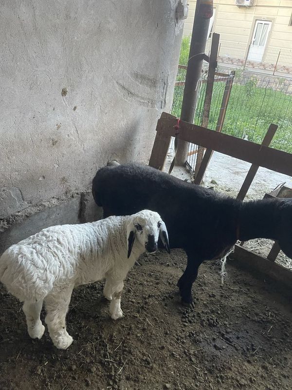 3ta ona bola qo’ylar sogʻlom garyantiya korib savdolasha veramiz 3ta ona bola qo’ylar sogʻlom garyantiya korib savdolasha veramiz