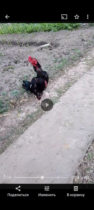 Продаются цыплята Ко Шамо Продаются цыплята Ко Шамо