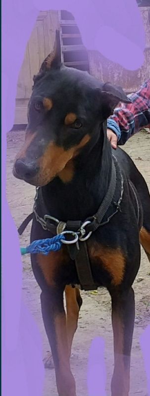 Doberman toza zotli aqlli