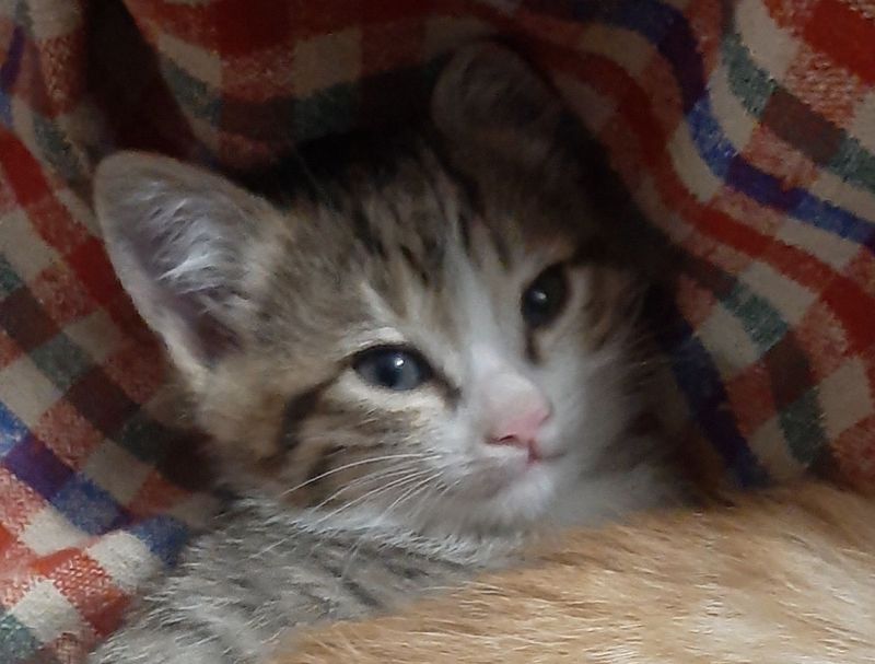 Котят в заботливые руки