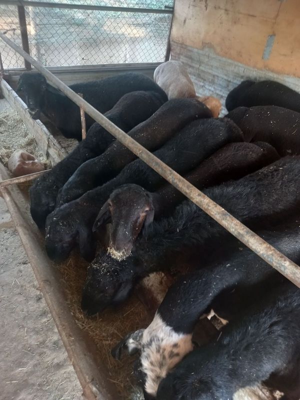 Кой ва кочкорлар