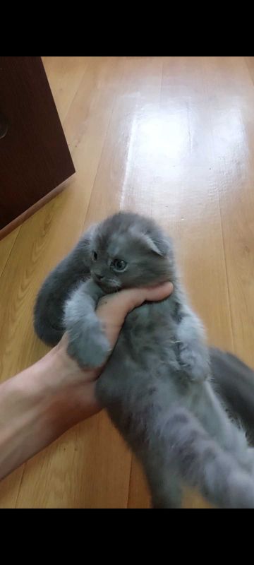 Продаётся вислоухий котёнок от правильной вязки. Продаётся вислоухий котёнок от правильной вязки.