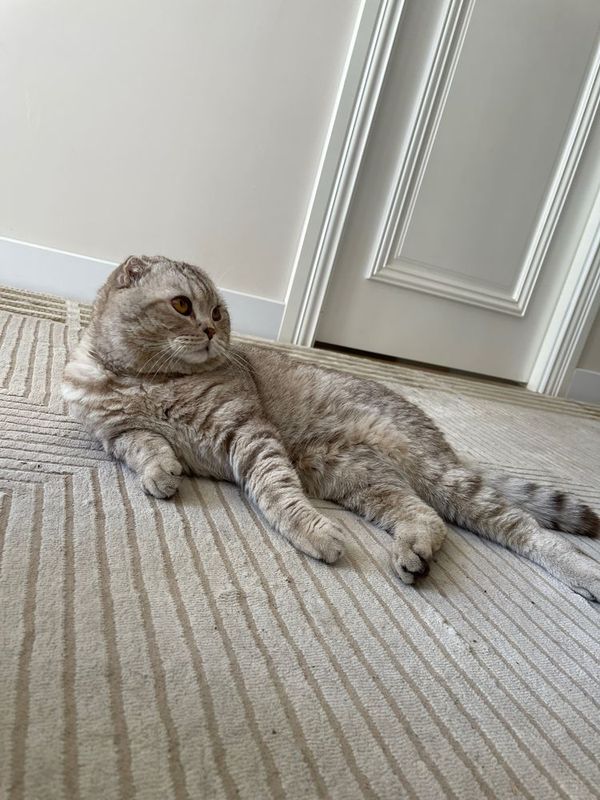 Scottish fold vyazka uchun