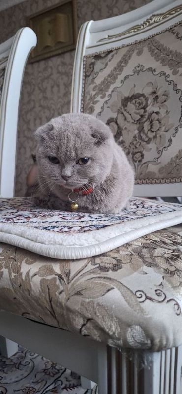 Продается кошка скоттиш фолд Продается кошка скоттиш фолд