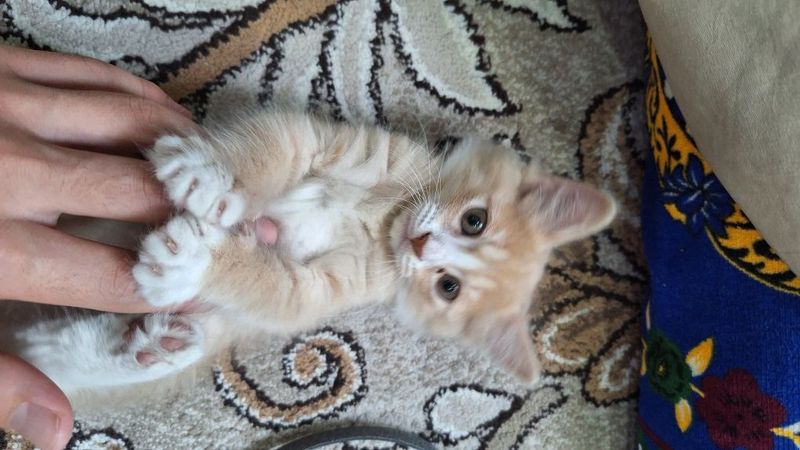 Scottish fold mushuk