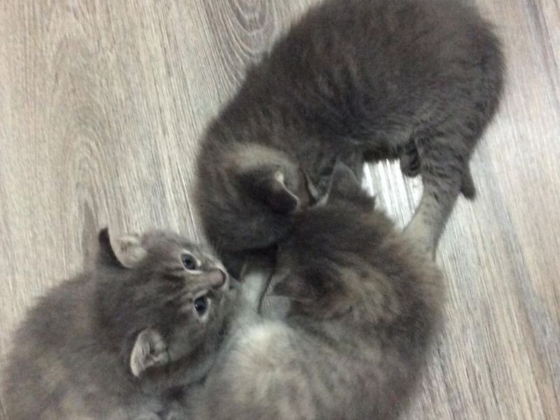 Продаются домашние котята Продаются домашние котята