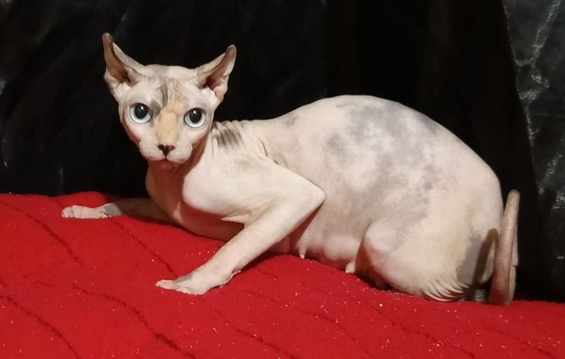 Сфинкс эльф Кошечка 1 год и 3 месяца , цена 800 сум Сфинкс эльф Кошечка 1 год и 3 месяца , цена 800 сум