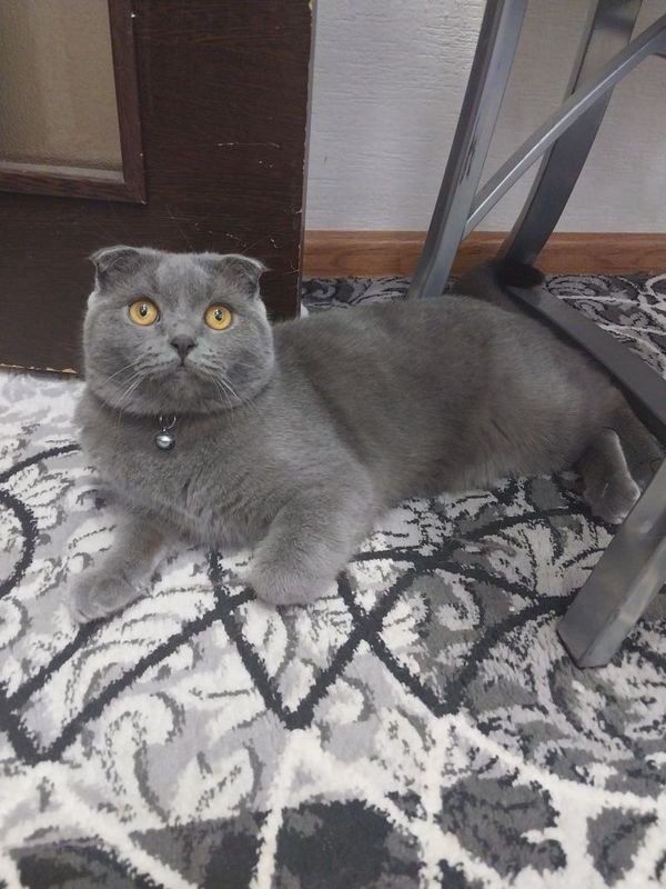 Кот скотиш фолд 9 ойлик мужик Кот скотиш фолд 9 ойлик мужик