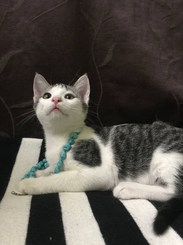 Отдам в хорошие руки милого котенка. Игривый, ласковый, приучен к ло Отдам в хорошие руки милого котенка. Игривый, ласковый, приучен к ло