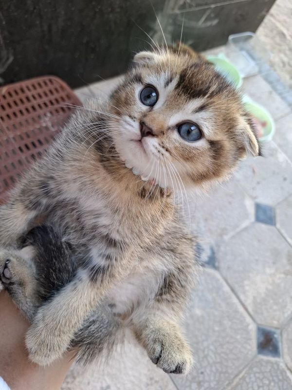 Кошка Скоттиш Фолд Шиншилла Кошка Скоттиш Фолд Шиншилла