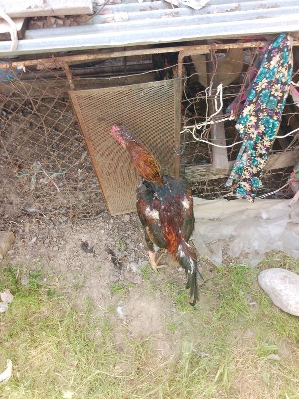 Xoʻroz 2ta soni oq qora jangari qawqadaryo kitob Xoʻroz 2ta soni oq qora jangari qawqadaryo kitob