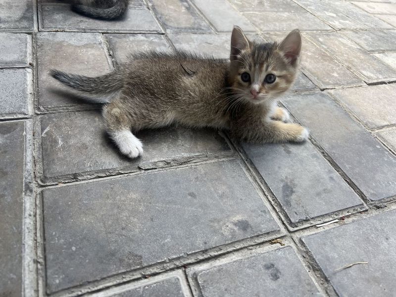 Отдам даром котят, домашные котята Отдам даром котят, домашные котята