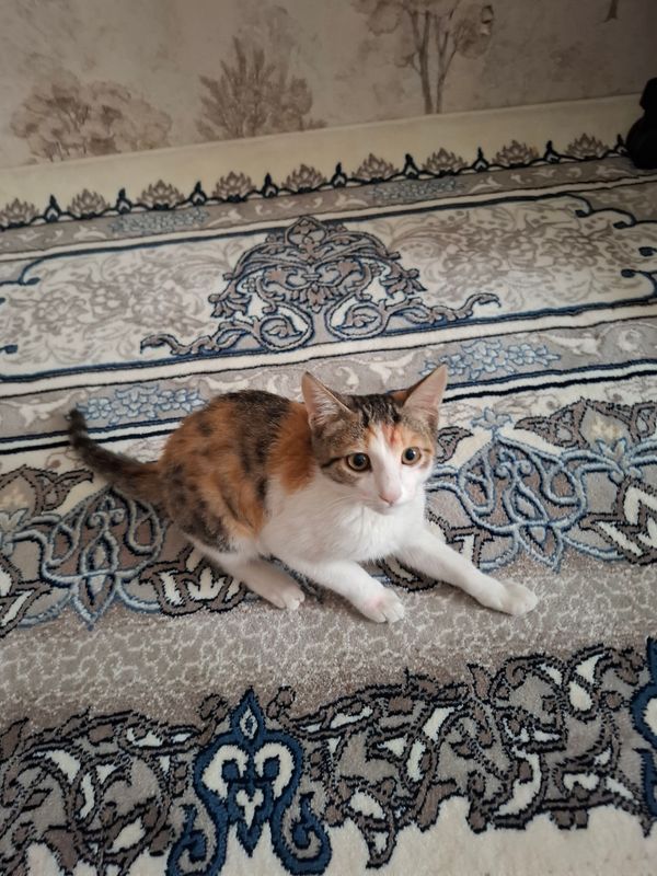 отдам бесплатно кошку