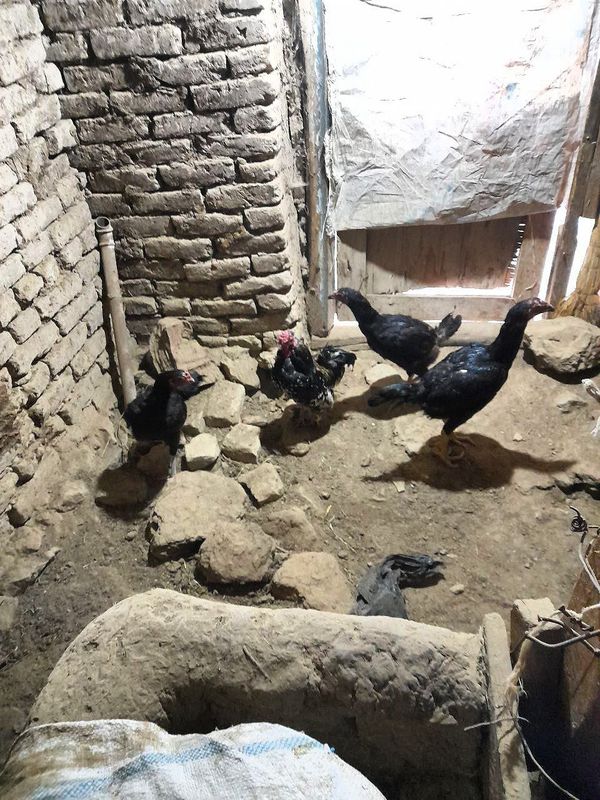 4 ta mokyon kulangi 1 tasi kurk boʼlgan 4 ta mokyon kulangi 1 tasi kurk boʼlgan