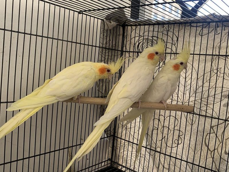 корелла пара боласи ва тухум, уй, кафасл билан бонусига ок кичкина куш