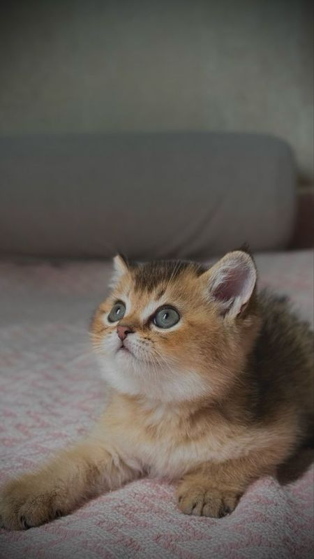 Продажа котят породы Скоттиш Страйт! Продажа котят породы Скоттиш Страйт!