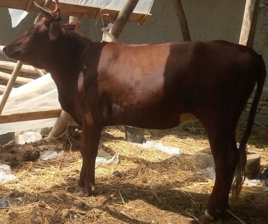 Semiz gʻunojin sotiladi molga 100 foiz garantiya beraman uyni moli Semiz gʻunojin sotiladi molga 100 foiz garantiya beraman uyni moli