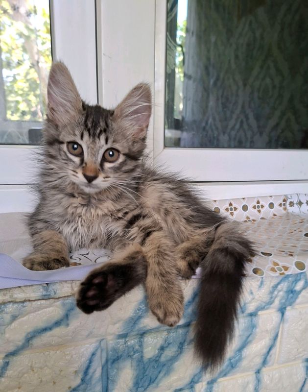 котята ответственные руки котята ответственные руки