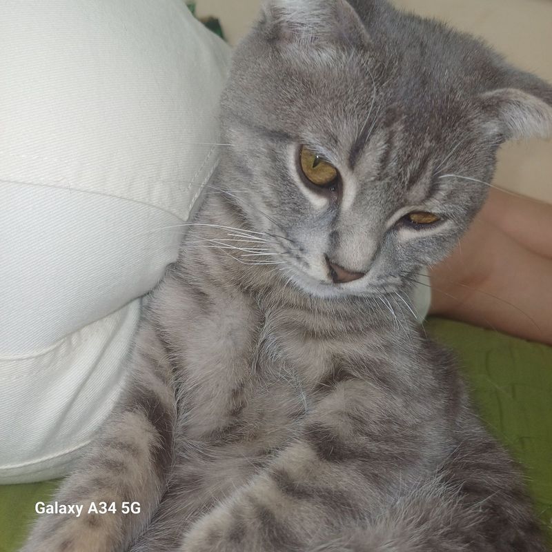 Дамашняя кошка скотиш Фолд пол-малчик Дамашняя кошка скотиш Фолд пол-малчик