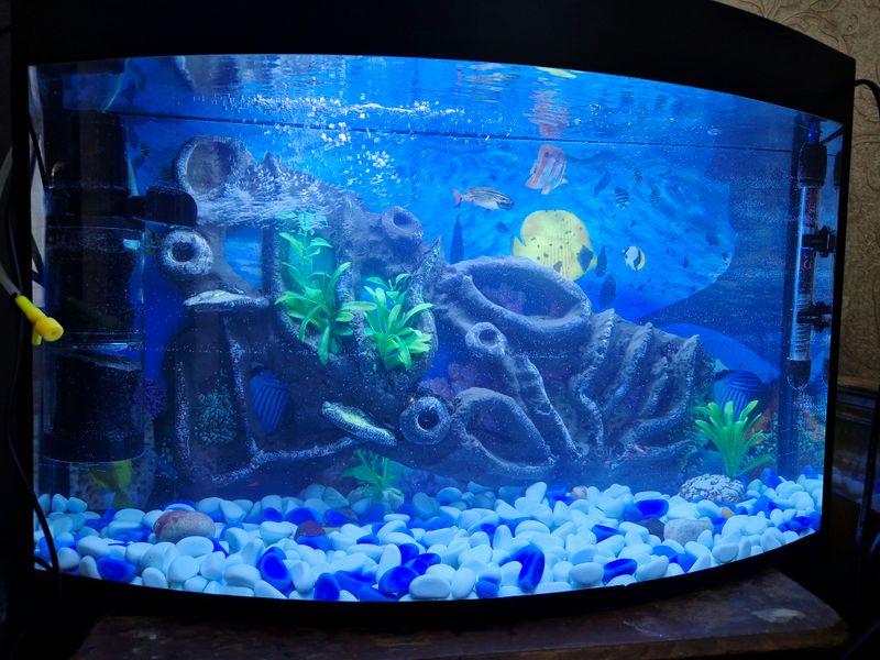 Akvarium Baliqlari bilan Akvarium Baliqlari bilan