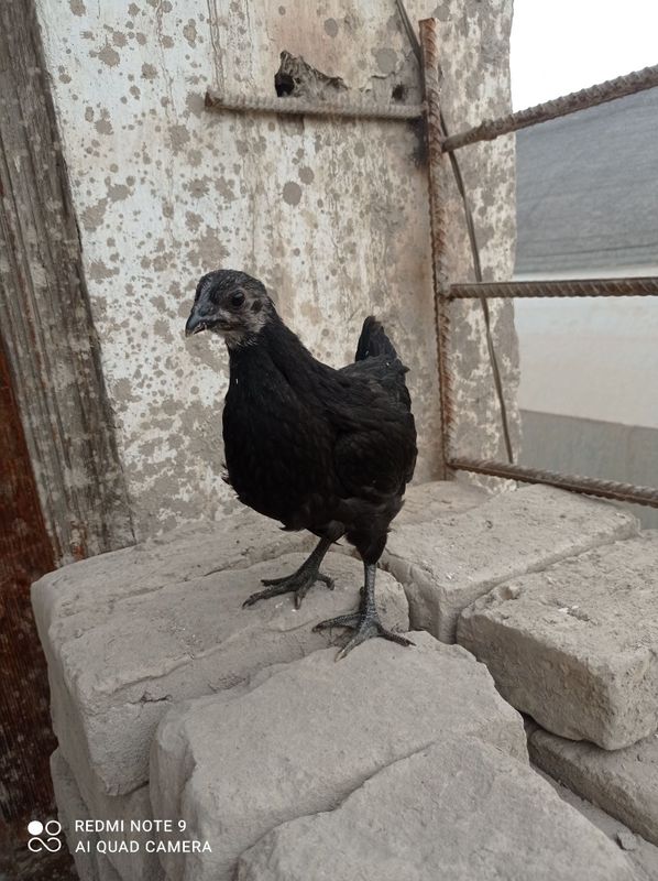 Aym cemani va qora shahzoda joʻjalari sotiladi Aym cemani va qora shahzoda joʻjalari sotiladi