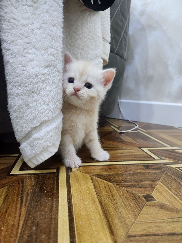 Котята на продаже Котята на продаже