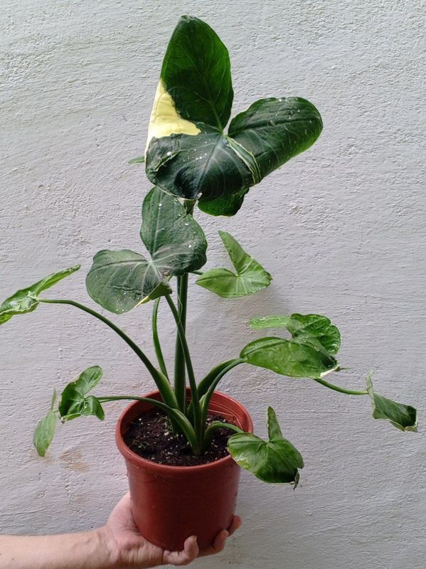 Ксантазома (Xanthosoma atrovirens variegatum ). Экзотические растения. Ксантазома (Xanthosoma atrovirens variegatum ). Экзотические растения.