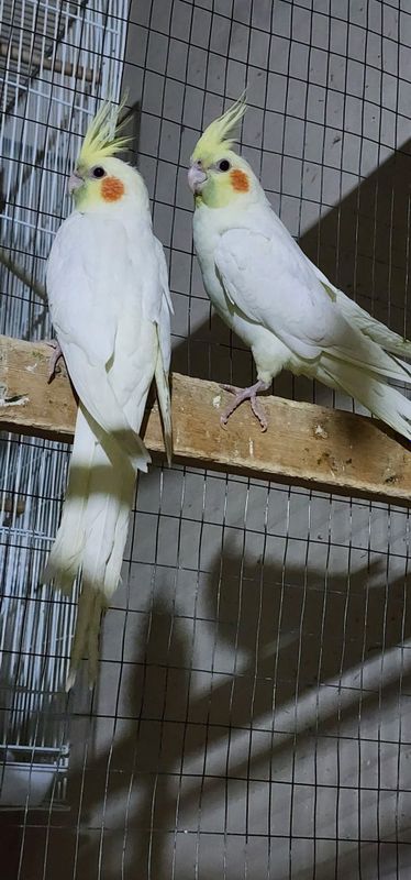 Karila papugay sotiladi Karila papugay sotiladi