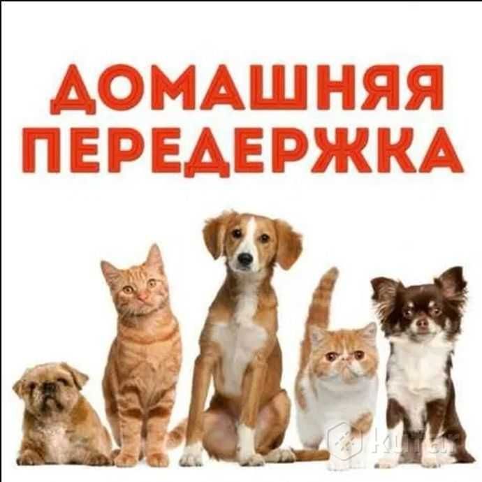 Передержка домашних питомцев Передержка домашних питомцев