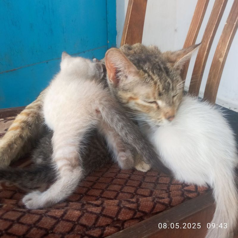Отдаю бесплатно котят месячного возраста Отдаю бесплатно котят месячного возраста