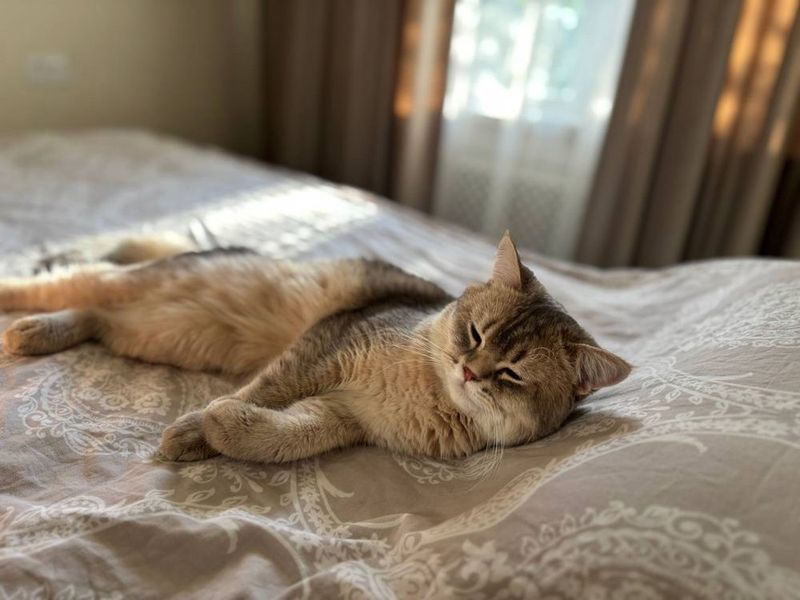 Приглашаем кошечек на вязку