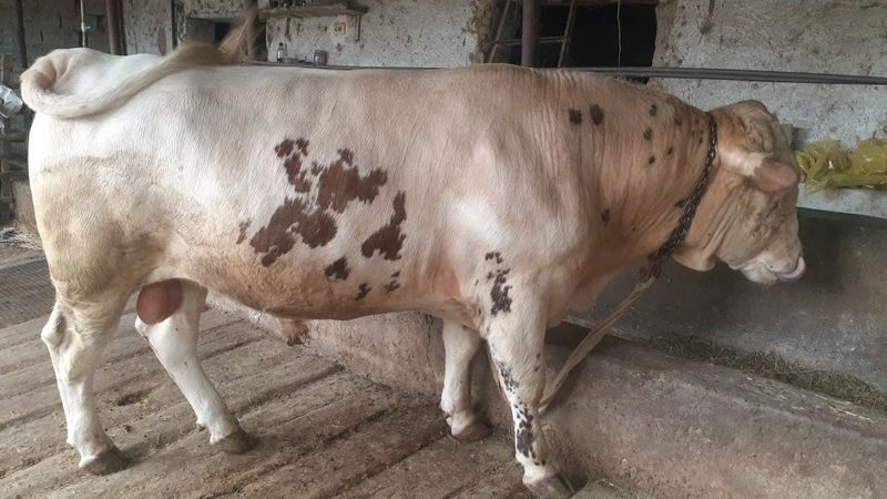 Qurbon Hayitga semiz buqa sotiladi Qurbon Hayitga semiz buqa sotiladi