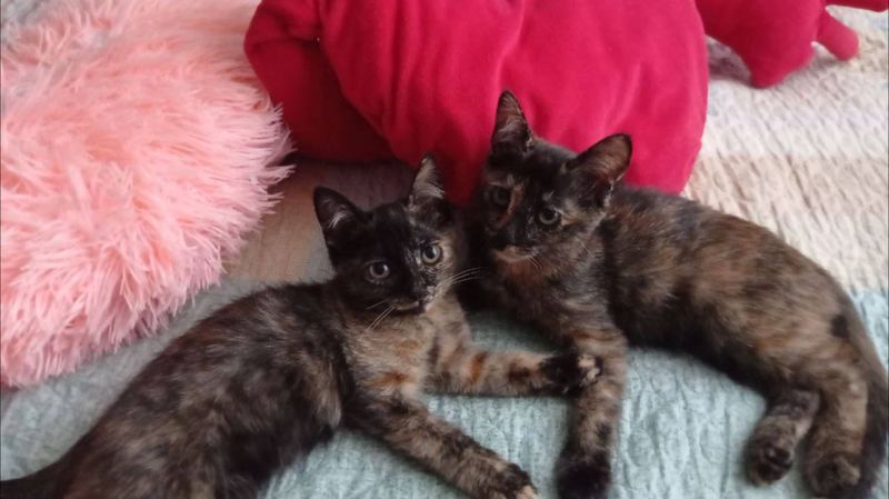 Домашние котята отдадим в хорошие руки