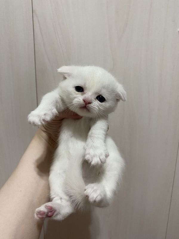 Скоттиш фолд. Девочка. Скоттиш фолд. Девочка.