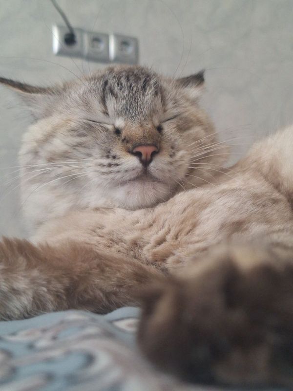 Отдаём беременную кошку в хорошие руки Отдаём беременную кошку в хорошие руки