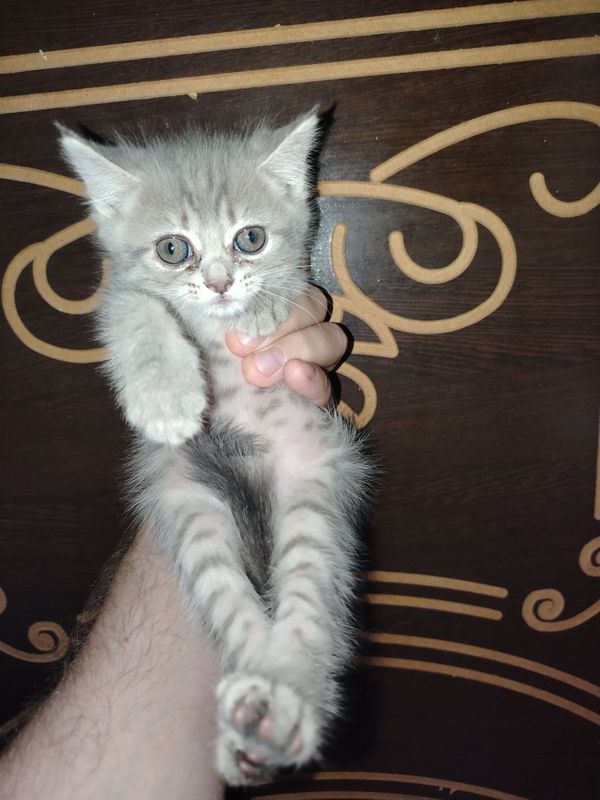 Продаются котята