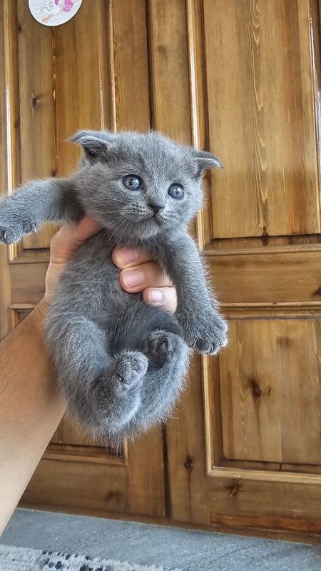 Scottish fold mushuk bolalari sotiladi 1.5 oyli Scottish fold mushuk bolalari sotiladi 1.5 oyli