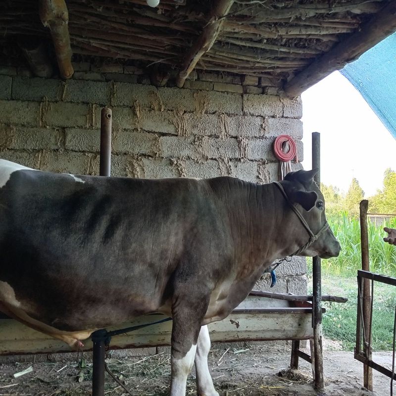 Shevetsaliya buqasi zotti tozza Shevetsaliya buqasi zotti tozza