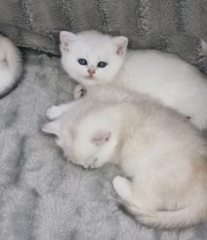 продаются британские котята. продаются британские котята.