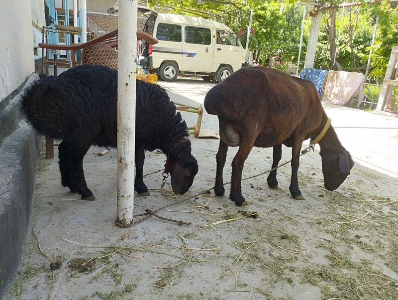 Ona bola quy sotiladi quchqor 4,5 sum yana kelishamiz Ona bola quy sotiladi quchqor 4,5 sum yana kelishamiz