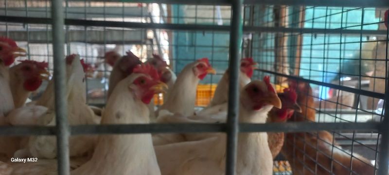 Продаю куры несушки Продаю куры несушки
