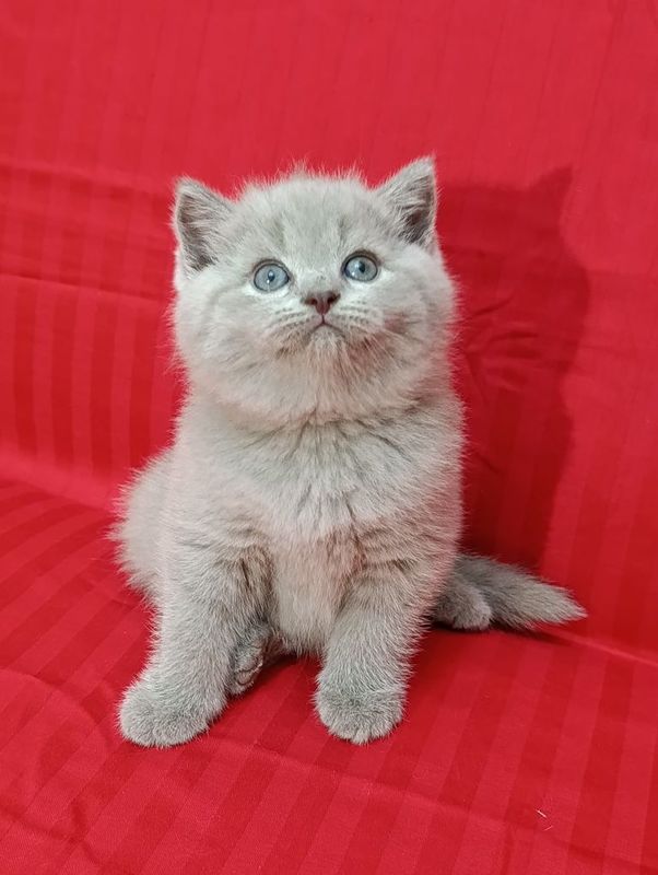 Скоттиш страйт мальчик Скоттиш страйт мальчик