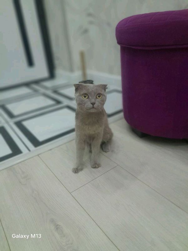 кошка кошка
