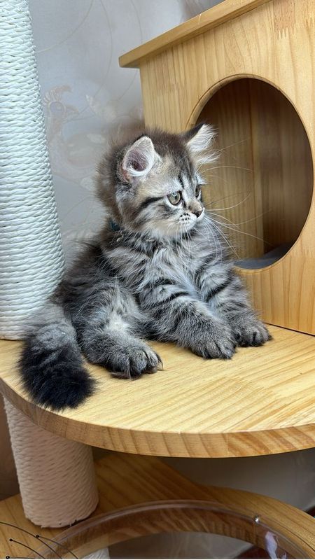 Котята скоттиш страйт Котята скоттиш страйт