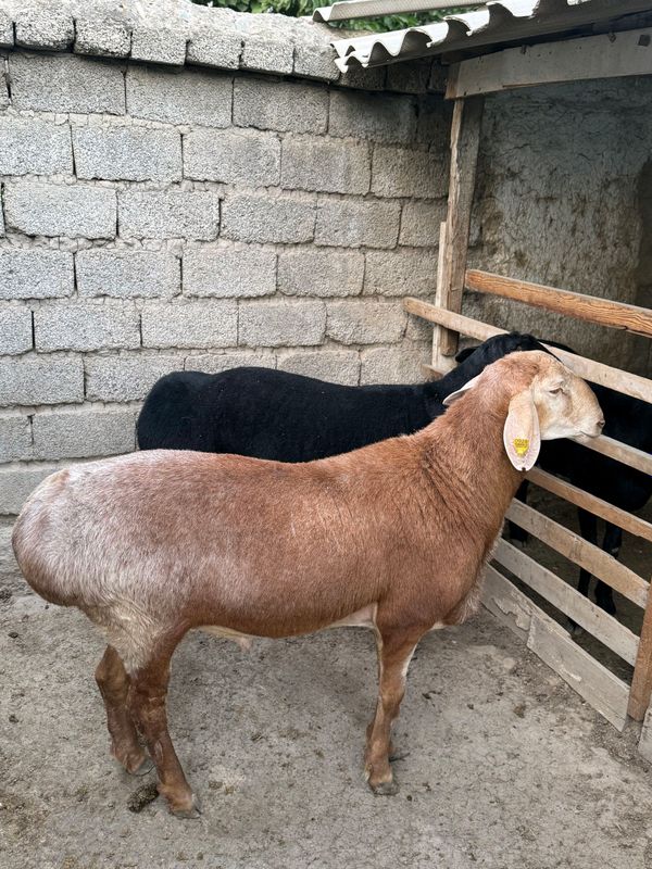 Qo'ylar sotiladi Qo'ylar sotiladi