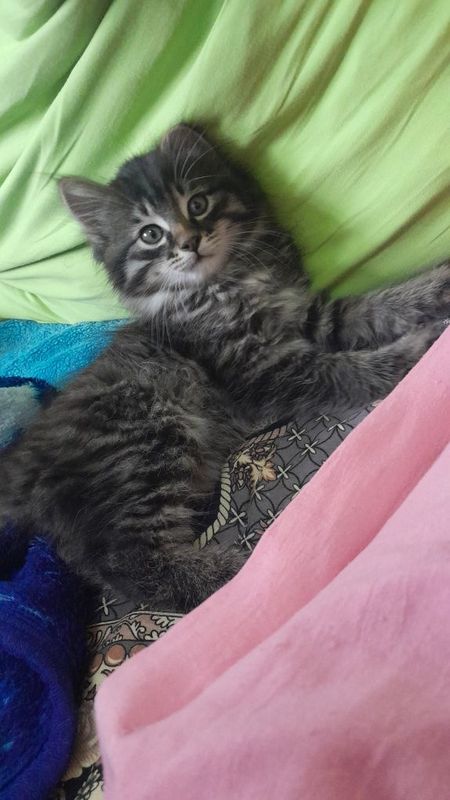 Котёнок 3 месяца Котёнок 3 месяца